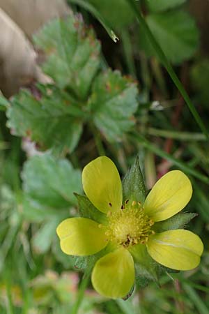 Potentilla indica \ Indische Schein-Erdbeere, D Essen 9.8.2021