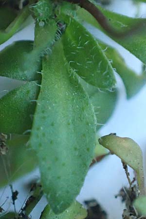 Draba praecox \ Frhes Hungerblmchen, D Mannheim 7.3.2019