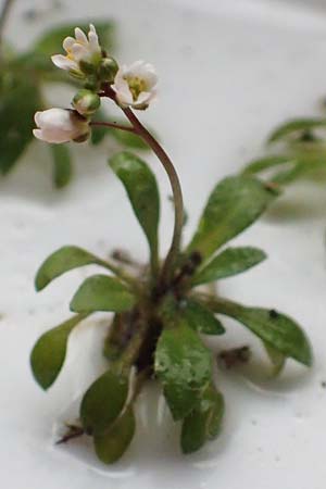 Draba praecox / Early Whitlowgrass, D Mannheim 8.3.2019