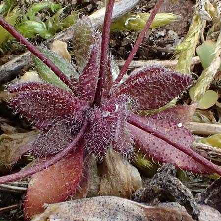 Draba verna agg. \ Frhlings-Hungerblmchen / Common Whitlowgrass, D Hockenheim 5.4.2022