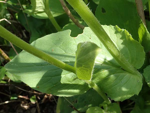 Doronicum x willdenowii \ Willdenows Gmswurz, D Schwanau-Nonnenweier 17.4.2021