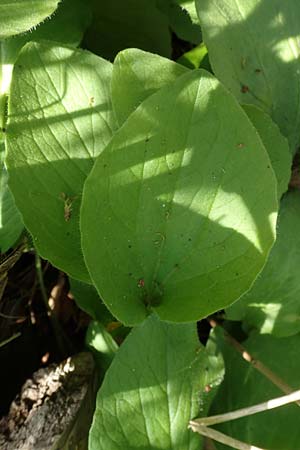 Doronicum x willdenowii \ Willdenows Gmswurz, D Schwanau-Nonnenweier 17.4.2021