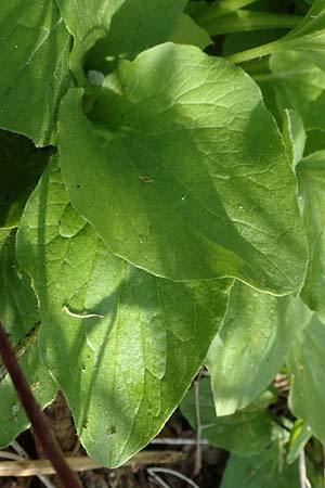 Doronicum x willdenowii \ Willdenows Gmswurz, D Schwanau-Nonnenweier 17.4.2021