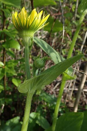 Doronicum x willdenowii \ Willdenows Gmswurz, D Schwanau-Nonnenweier 17.4.2021