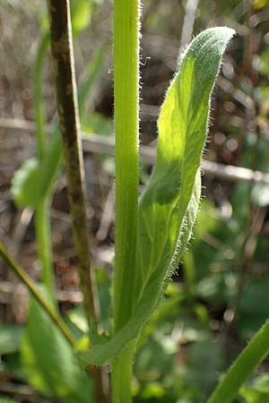 Doronicum x willdenowii \ Willdenows Gmswurz, D Schwanau-Nonnenweier 17.4.2021