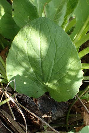 Doronicum x willdenowii \ Willdenows Gmswurz, D Schwanau-Nonnenweier 17.4.2021