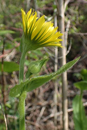 Doronicum x willdenowii \ Willdenows Gmswurz, D Schwanau-Nonnenweier 17.4.2021