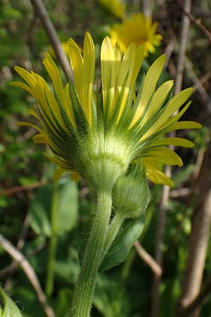 Doronicum x willdenowii \ Willdenows Gmswurz, D Schwanau-Nonnenweier 17.4.2021