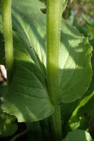 Doronicum x willdenowii \ Willdenows Gmswurz, D Schwanau-Nonnenweier 17.4.2021