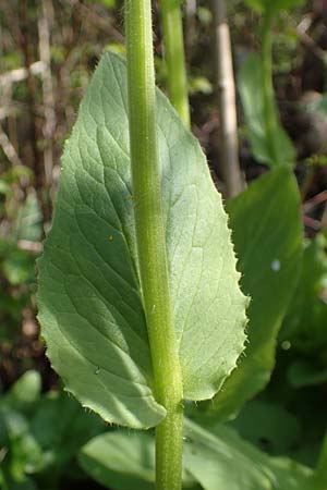 Doronicum x willdenowii \ Willdenows Gmswurz, D Schwanau-Nonnenweier 17.4.2021