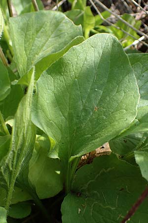 Doronicum x willdenowii \ Willdenows Gmswurz, D Schwanau-Nonnenweier 17.4.2021