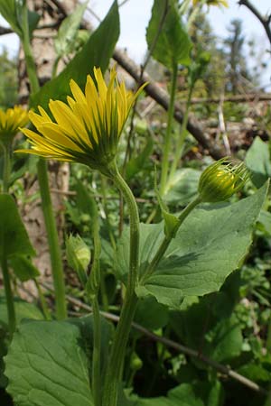 Doronicum x willdenowii \ Willdenows Gmswurz, D Wehrheim 8.5.2021