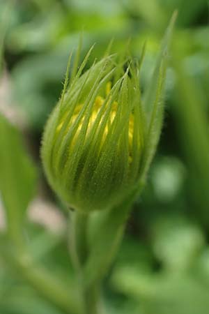 Doronicum x willdenowii \ Willdenows Gmswurz, D Wehrheim 8.5.2021