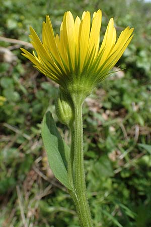 Doronicum x willdenowii \ Willdenows Gmswurz, D Wehrheim 8.5.2021