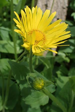 Doronicum x willdenowii \ Willdenows Gmswurz, D Wehrheim 8.5.2021