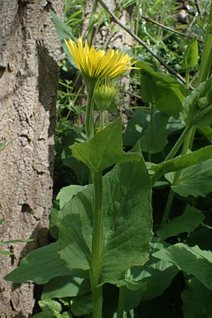 Doronicum x willdenowii \ Willdenows Gmswurz, D Wehrheim 8.5.2021