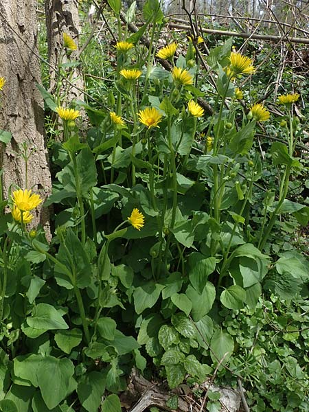 Doronicum x willdenowii \ Willdenows Gmswurz, D Wehrheim 8.5.2021