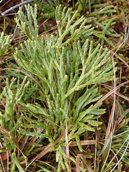 Diphasiastrum zeilleri \ Zeillers Flach-Brlapp, D Odenwald, Beerfelden 18.2.2017