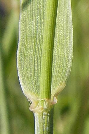 Elymus campestris x repens ? \ Kriechende Quecke / Couch Grass, D Mannheim 1.7.2013