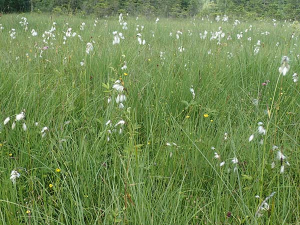 Eriophorum latifolium \ Breitblttriges Wollgras / Broad-Leaved Cotton Grass, D Pfronten 28.6.2016