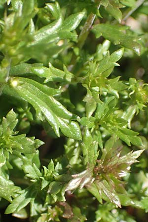 Euphrasia salisburgensis / Irish Eyebright, D Pfronten 28.6.2016