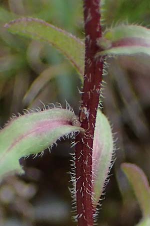 Erigeron muralis \ Sptes Berufkraut, D Rannungen 8.8.2021