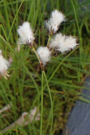 Eriophorum gracile \ Schlankes Wollgras / Slender Cotton Grass, D  20.5.2023