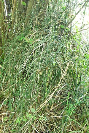 Equisetum x ascendens \ Aufsteigender Schachtelhalm / Ascending Horsetail, D Eggenstein-Leopoldshafen 28.6.2015