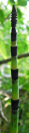 Equisetum x ascendens \ Aufsteigender Schachtelhalm / Ascending Horsetail, D Eggenstein-Leopoldshafen 28.6.2015