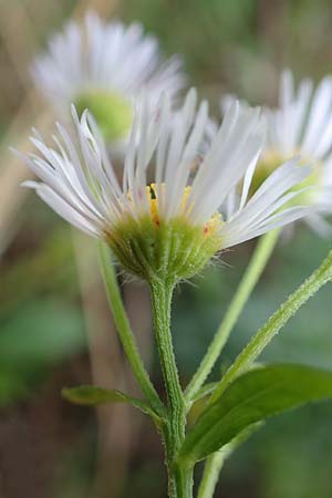 Erigeron annuus / Tall Fleabane, D Reilingen 24.9.2015