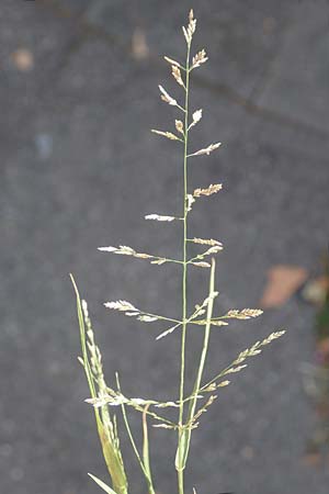 Eragrostis albensis \ Elbe-Liebesgras / Elbe Love Grass, D Mannheim 16.9.2018