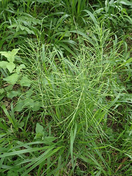 Equisetum arvense, Field Horsetail