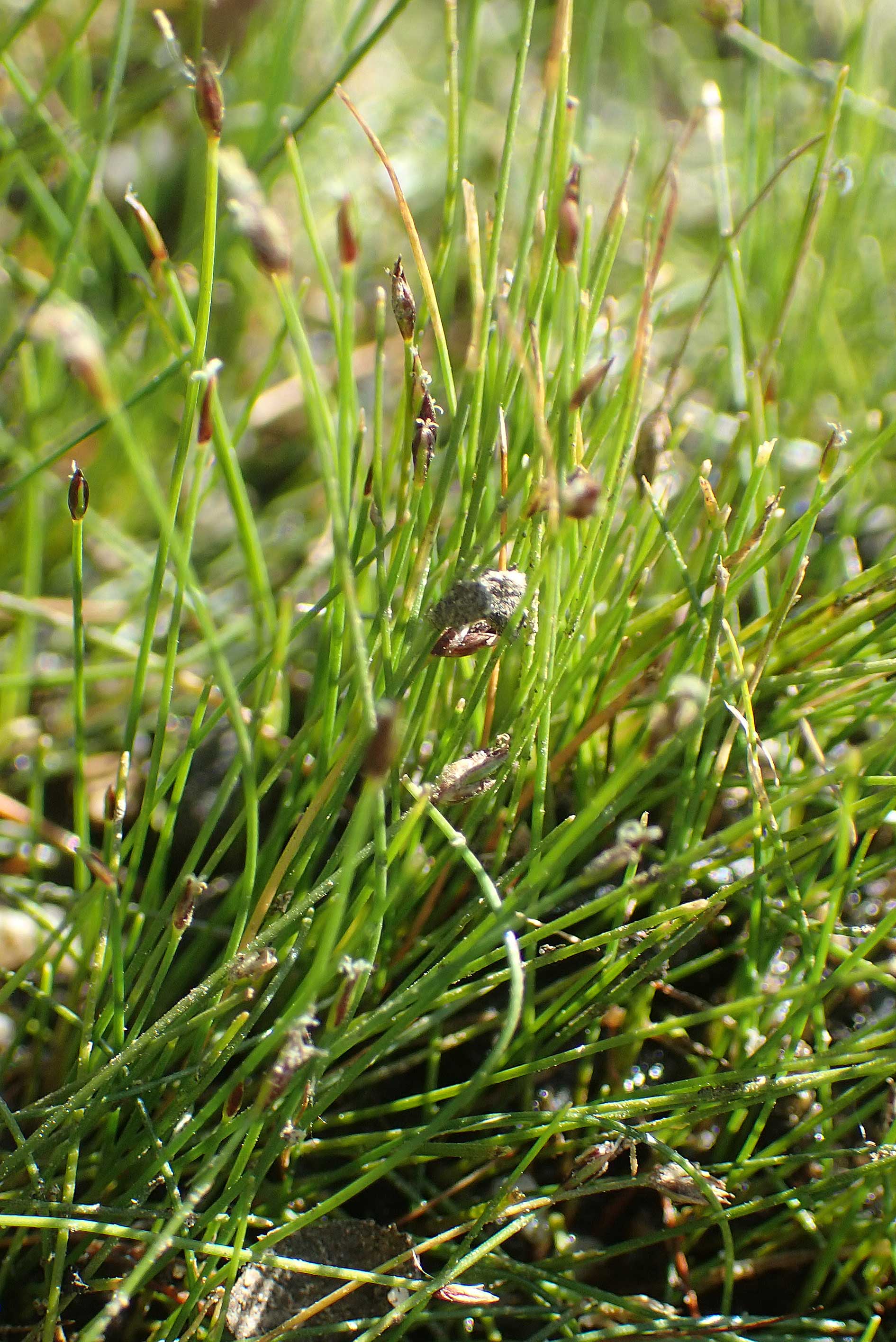 Eleocharis acicularis \ Nadel-Sumpfbinse / Needle Spike Rush, D Schwarzenborn 8.9.2020