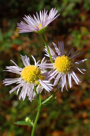 Erigeron annuus \ Einjhriger Feinstrahl / Tall Fleabane, D Odenwald, Rimbach 25.10.2021