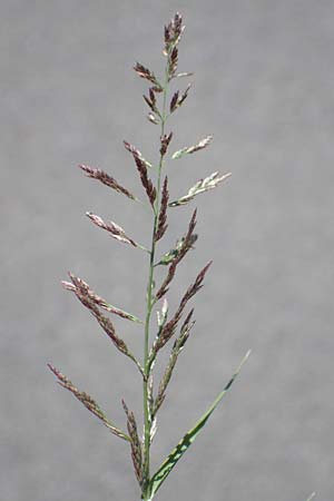 Eragrostis albensis / Elbe Love Grass, D Odenwald, Erbach 17.7.2022