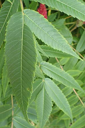 Rhus typhina \ Essigbaum / Stag's-Horn Sumach, D Erlenbach am Main 16.7.2016