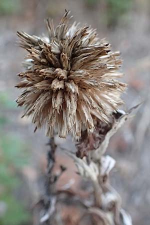 Echinops banaticus \ Banater Kugeldistel / Blue Globe Thistle, D Frankfurt Europaviertel 8.10.2018