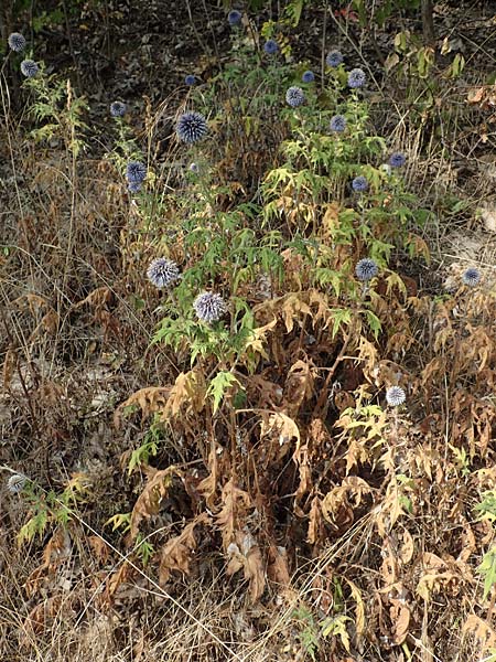 Echinops banaticus \ Banater Kugeldistel, D Frankfurt Europaviertel 4.8.2019