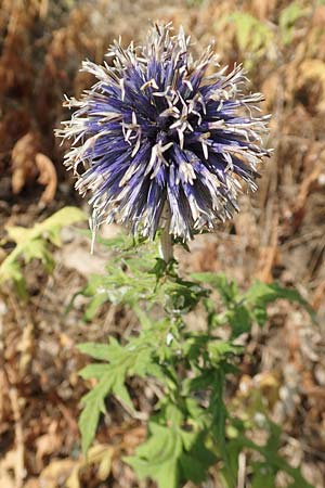 Echinops banaticus \ Banater Kugeldistel, D Frankfurt Europaviertel 4.8.2019