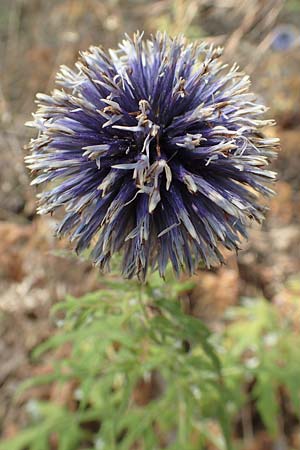 Echinops banaticus \ Banater Kugeldistel, D Frankfurt Europaviertel 4.8.2019