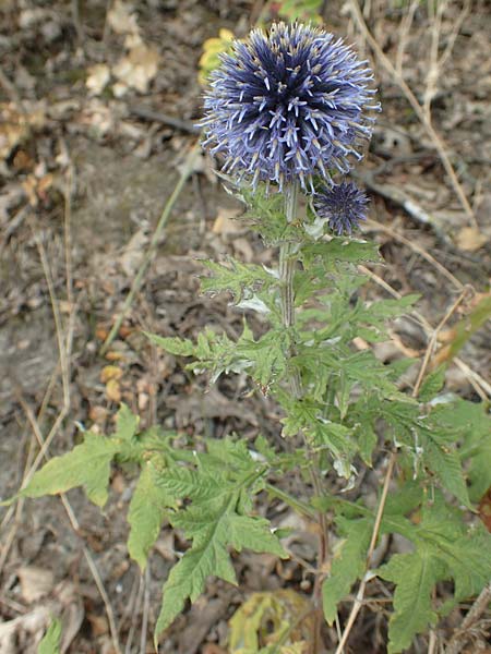 Echinops banaticus \ Banater Kugeldistel / Blue Globe Thistle, D Frankfurt Europaviertel 4.8.2019