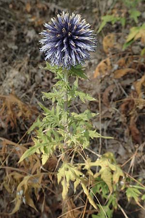 Echinops banaticus \ Banater Kugeldistel, D Frankfurt Europaviertel 4.8.2019