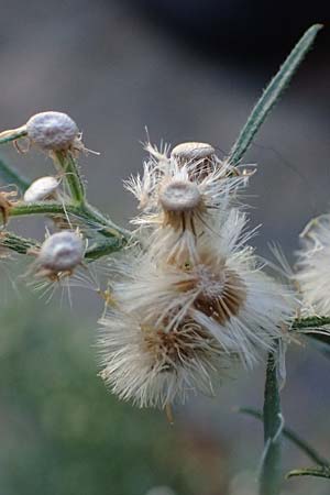 Erigeron bonariensis \ Sdamerikanischer Katzenschweif, Krauser Katzenschweif / Argentine Fleabane, D Mannheim 10.9.2023