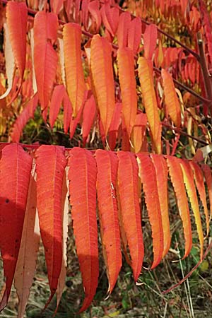 Rhus typhina \ Essigbaum, D Odenwald, Ursenbach 1.11.2023