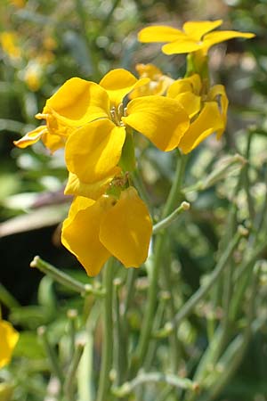 Erysimum cheiri \ Goldlack, D Heidelberg, Schloss 4.5.2018