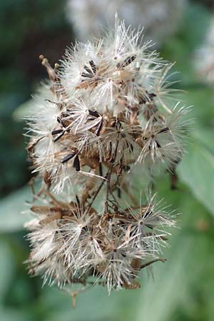 Eupatorium cannabinum \ Wasserdost, D Zaberfeld-Leonbronn 4.10.2018