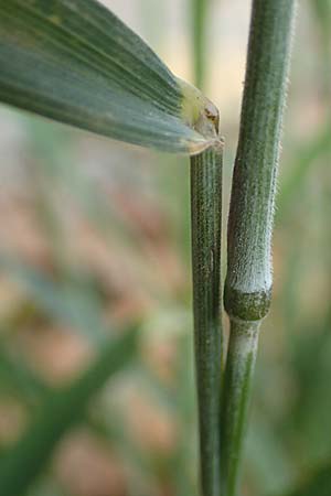 Elymus caninus / Bearded Couch, D Neckarsteinach 9.11.2018