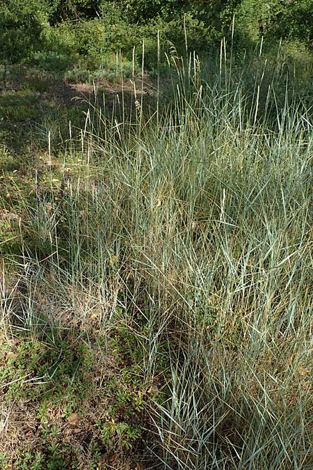 Elymus campestris \ Feld-Quecke / Couch, D Grißheim 16.7.2019