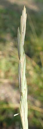 Elymus campestris \ Feld-Quecke, D Grißheim 16.7.2019