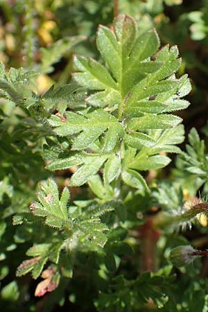 Erodium cicutarium \ Gewhnlicher Reiherschnabel, D Mannheim 24.3.2020